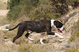 BOULEDOGUE AMERICAIN 427